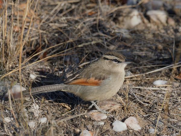 <h3>Tchagra australis / Brown‑crowned tchagra / Bruinkoptsjagra</h3>OM-1 Mark II with OLYMPUS M.300mm F4.0, 1/800 sec at F5.0, ISO 200, distance 6.57 m
